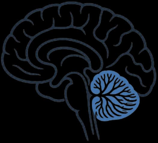 Side view of the brain with the cerebellum highlighted